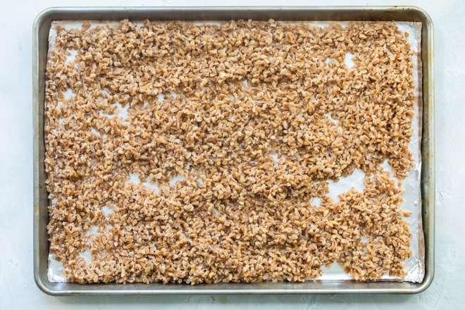 Cooked farro on a baking sheet.