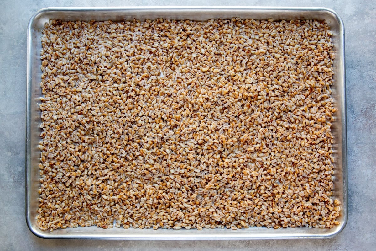 Cool cooked farro on a baking sheet.