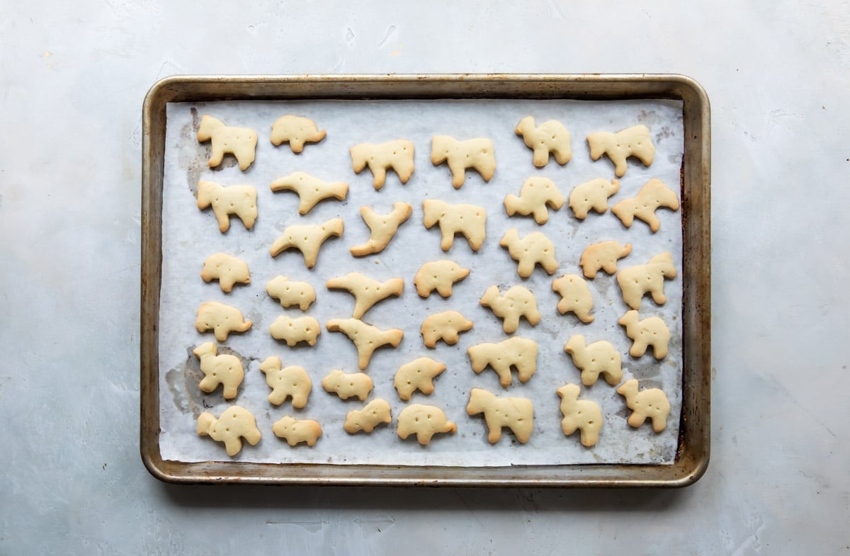 A baking sheet full of unbaked circus animal cookies.